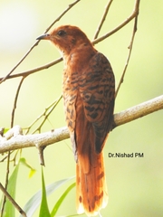 Cacomantis passerinus