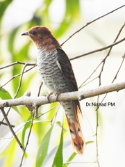 Cacomantis passerinus