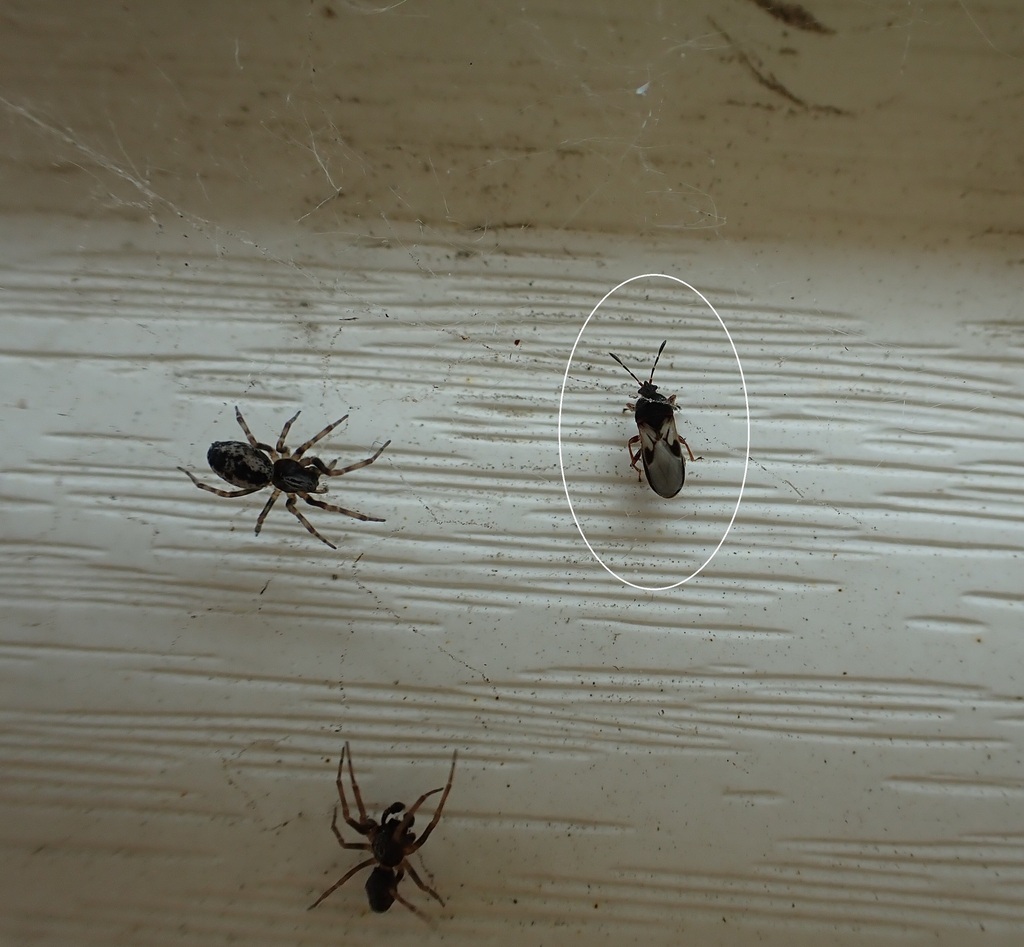 Native Calgary Insects True Bugs, Hoppers, Aphids, and allies from Douglasdale, Calgary, AB ...
