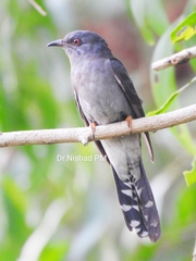 Cacomantis passerinus