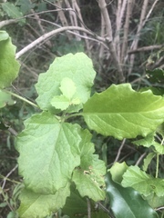 Cyphostemma subciliatum