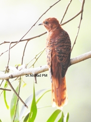 Cacomantis passerinus