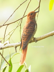 Cacomantis passerinus