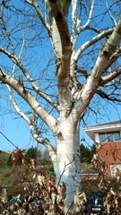 Betula utilis jacquemontii