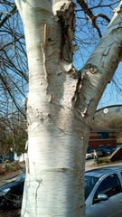 Betula utilis jacquemontii