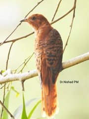 Cacomantis passerinus