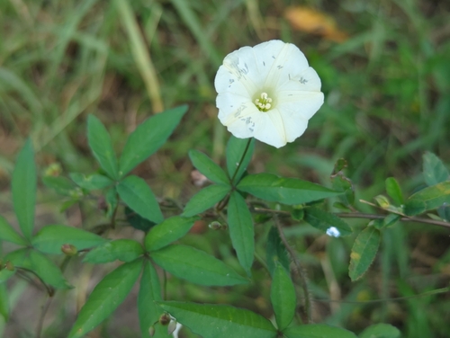 Distimake quinquefolius