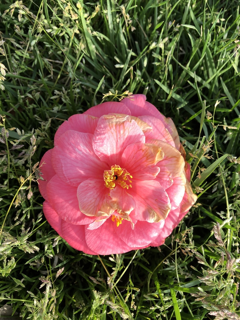 Camellia shrub flowering