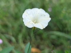 Distimake quinquefolius, photograph Tom Field, CC BY, iNaturalist via GBIF