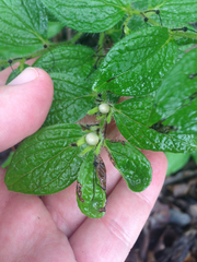 Lithospermum helleri
