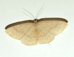 Cyclophora obstataria