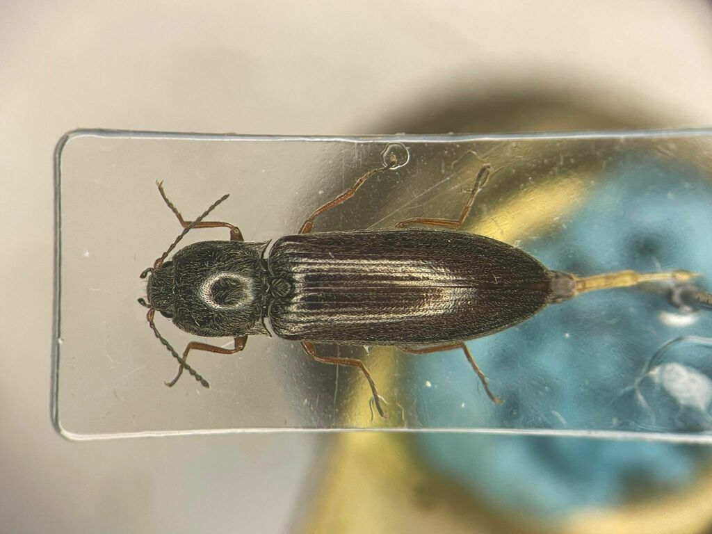 Catskill Mountain Click Beetle