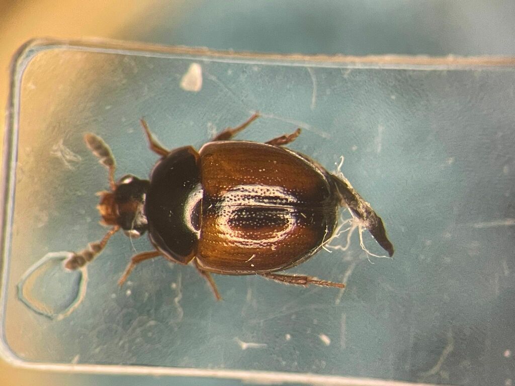Anisotoma basalis