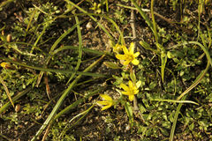 Gagea pusilla
