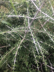Pyrostria hystrix