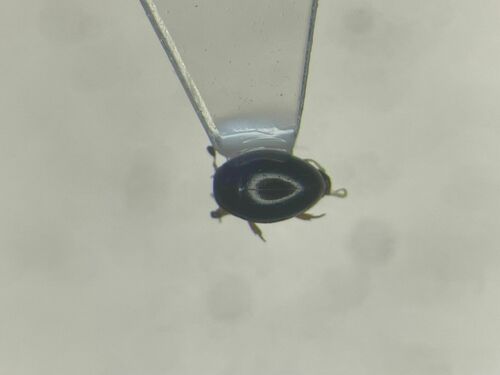 Tectosternum naviculare