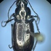 Agonum deplanatum - Photo (c) Connor E. J. Graham, some rights reserved (CC BY-NC), uploaded by Connor E. J. Graham