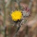 Maltese Star-Thistle - Photo (c) James Bailey, some rights reserved (CC BY-NC), uploaded by James Bailey