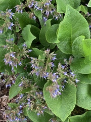 Trachystemon orientalis