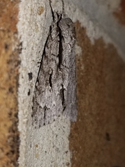 Acronicta lobeliae
