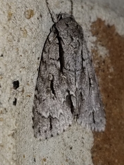 Acronicta lobeliae