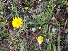 Tetraneuris linearifolia