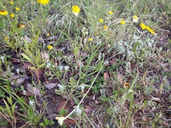 Tetraneuris linearifolia