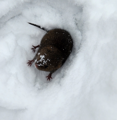 Eastern Meadow Vole photographed in Oregon