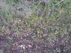 Tetraneuris linearifolia