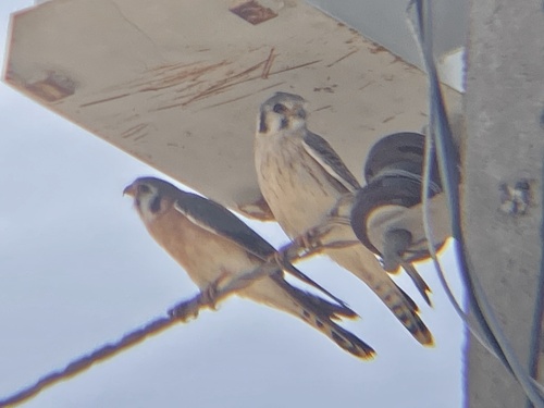 American Kestrel