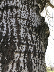 Populus