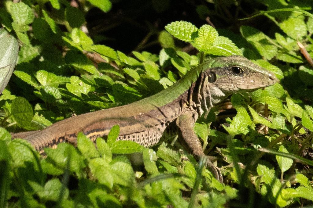 Amazon Racerunner