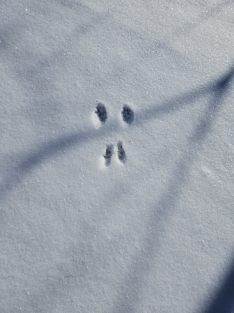 Mammals from Crystal Bay Township, MN, USA on January 7, 2024 at 1143