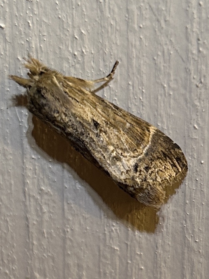 Xylodonta imitans
