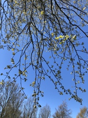 Populus
