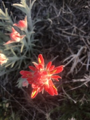 Castilleja lanata