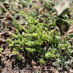 (c) Luke Lythgoe, some rights reserved (CC BY) Herniaria ciliolata, photograph (c) Luke Lythgoe, some rights reserved (CC BY)
