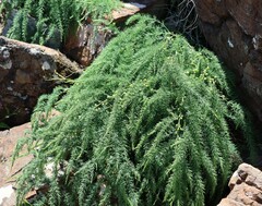 Asparagus prostratus, photograph (c) Luke Lythgoe, some rights reserved (CC BY)