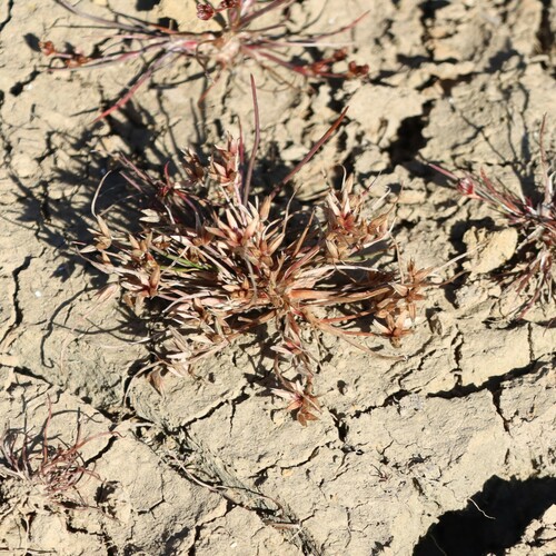 Image of Juncus pygmaeus by (c) Luke Lythgoe, some rights reserved (CC BY)