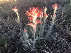 Castilleja lanata