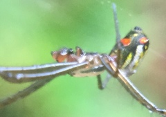 Leucauge regnyi