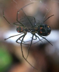 Leucauge regnyi