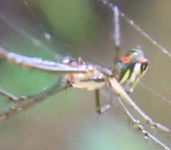 Leucauge regnyi