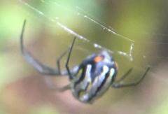 Leucauge regnyi
