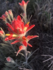 Castilleja lanata