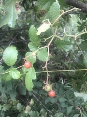Cyphostemma subciliatum