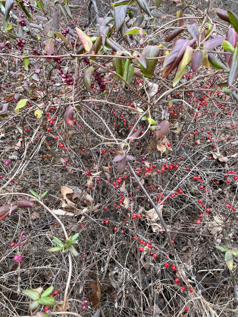 Foto de Pimenta-de-jardim