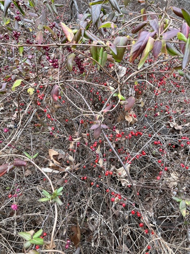 Pimenta-de-jardim