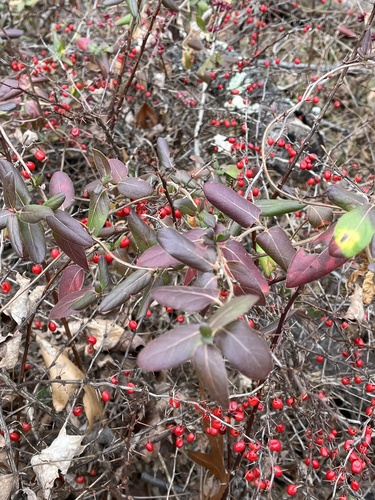 Foto de Pimenta-de-jardim