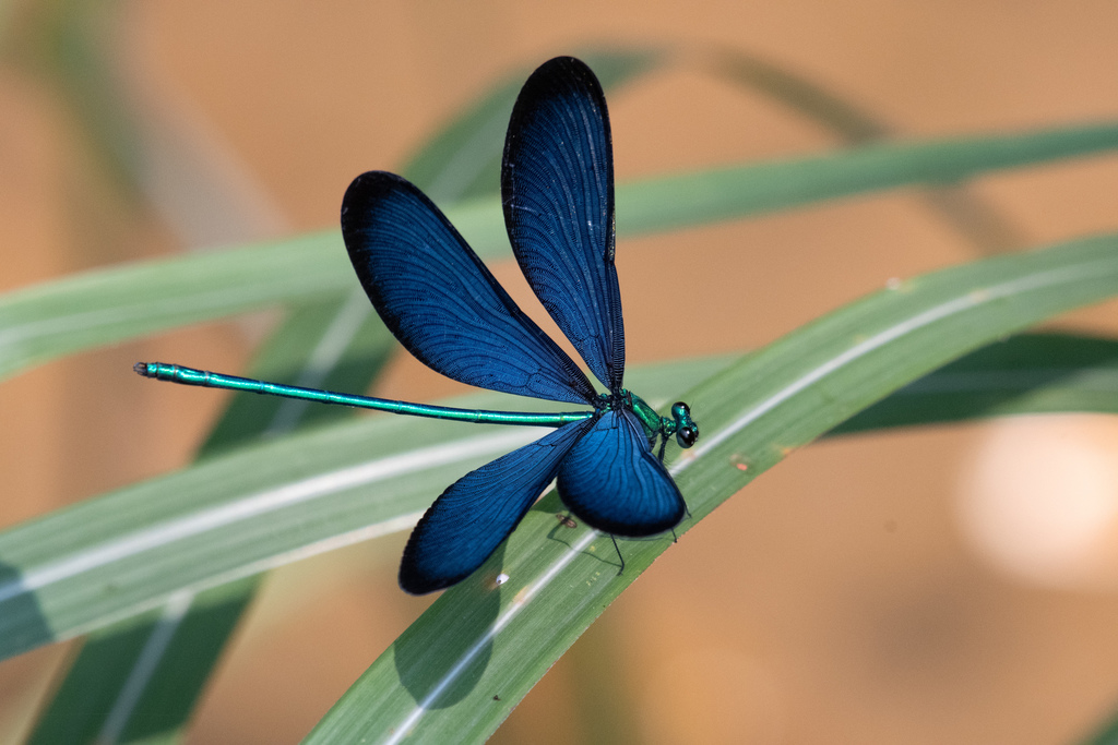 Formosan Jewelwing